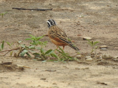 Emberiza goslingi