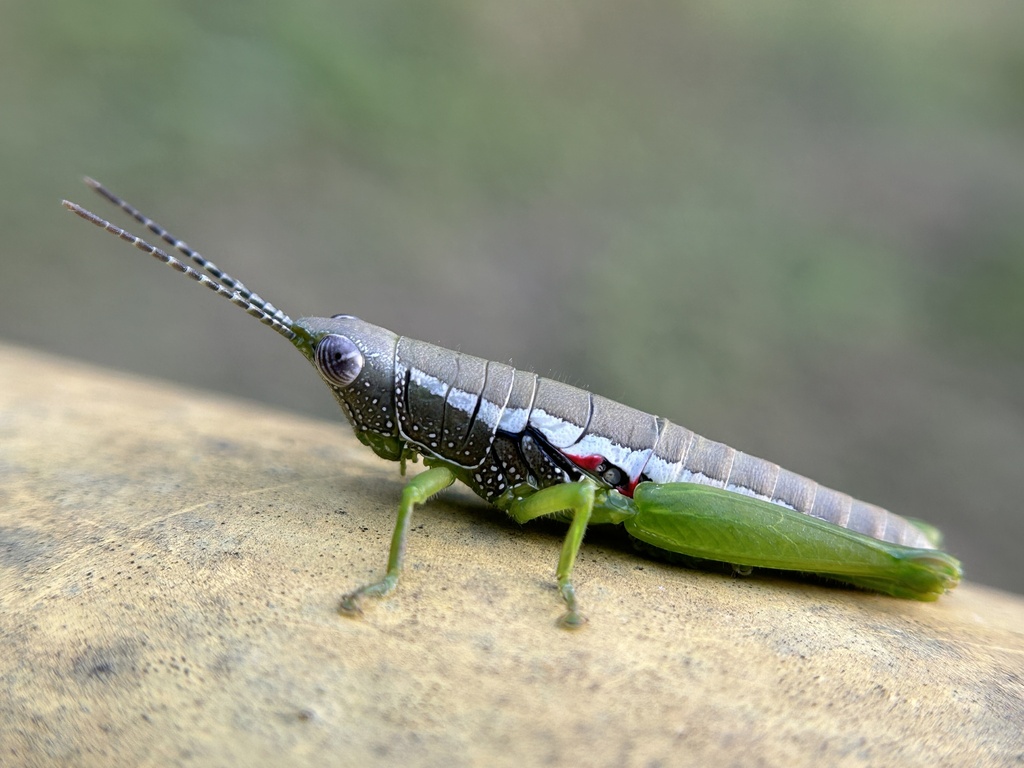 Orthacris robusta