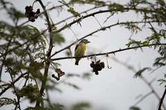 Pogoniulus chrysoconus