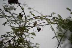 Pogoniulus chrysoconus