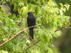 Melaenornis edolioides