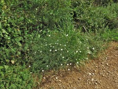 Boltonia diffusa interior