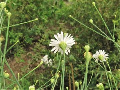 Boltonia diffusa interior
