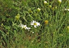 Boltonia diffusa interior