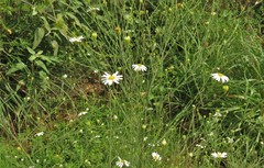Boltonia diffusa interior