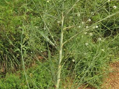 Boltonia diffusa interior