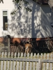 Odocoileus virginianus
