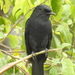 Black-Flycatchers, Slaty-Flycatchers, and Allies - Photo (c) Steven Schulting, some rights reserved (CC BY-NC), uploaded by Steven Schulting
