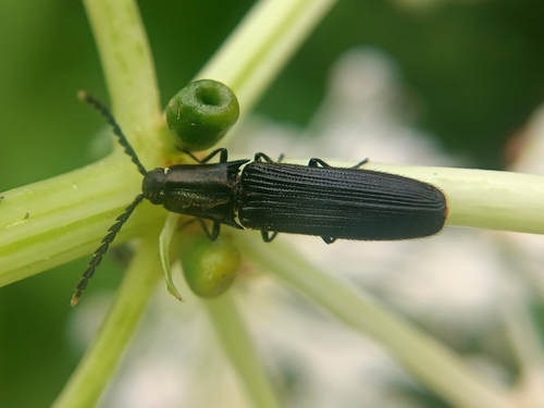 Simodactylus observed 2025-07-24