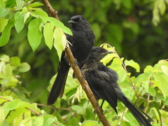 Melaenornis edolioides
