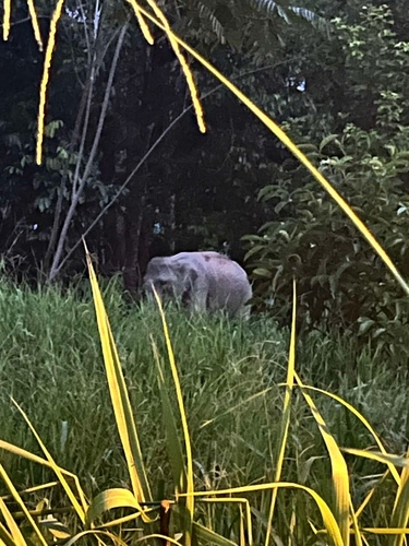 Mainland Asian Elephant