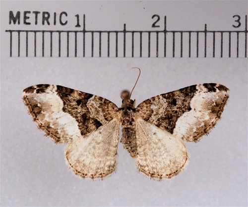 American Sharp-angled Carpet