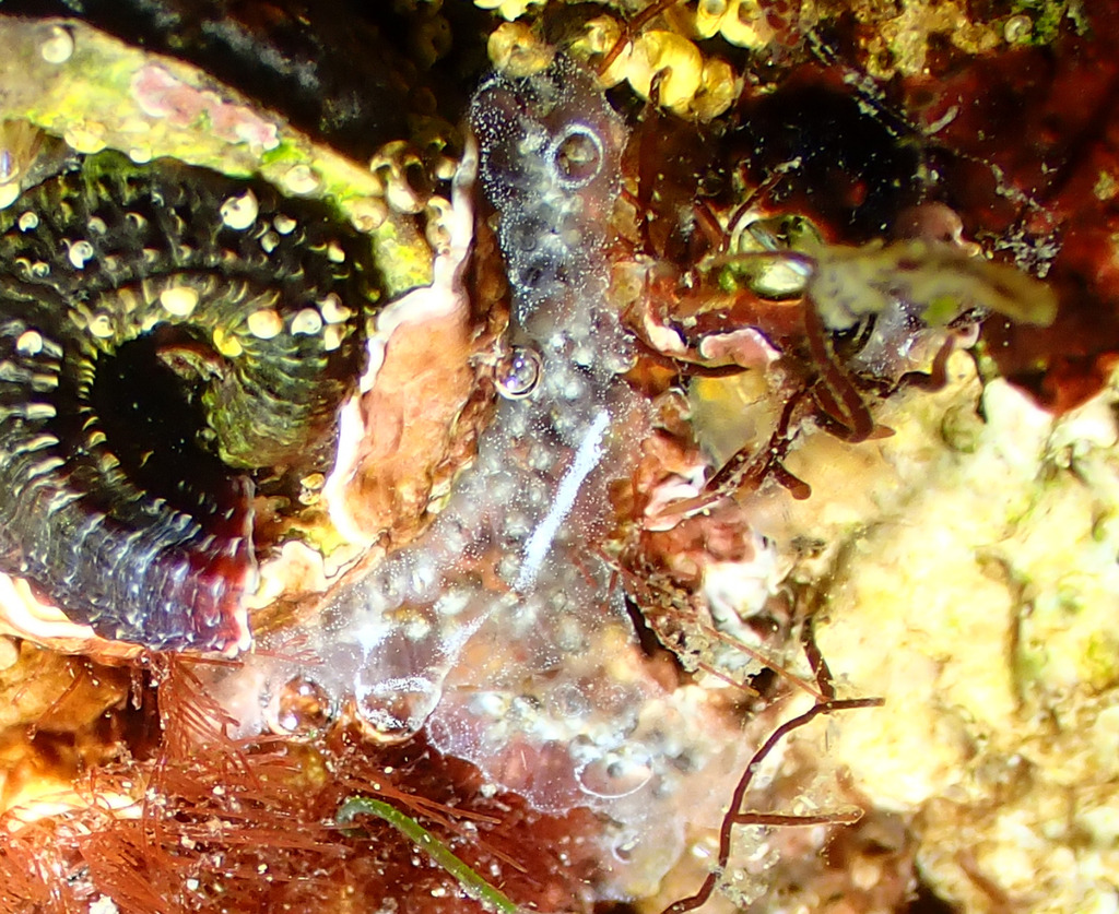 Gray encrusting compound tunicate