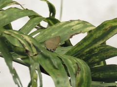 Ziegleria hesperitis