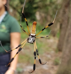 Trichonephila clavipes image