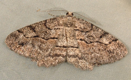 Brown-lined Looper