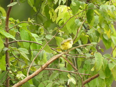 Eremomela pusilla