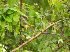 Eremomela pusilla