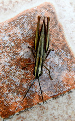 Euchorthippus chopardi