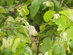 Eremomela pusilla