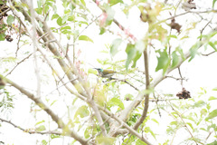 Cyanomitra verticalis