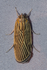 Tyspanodes linealis