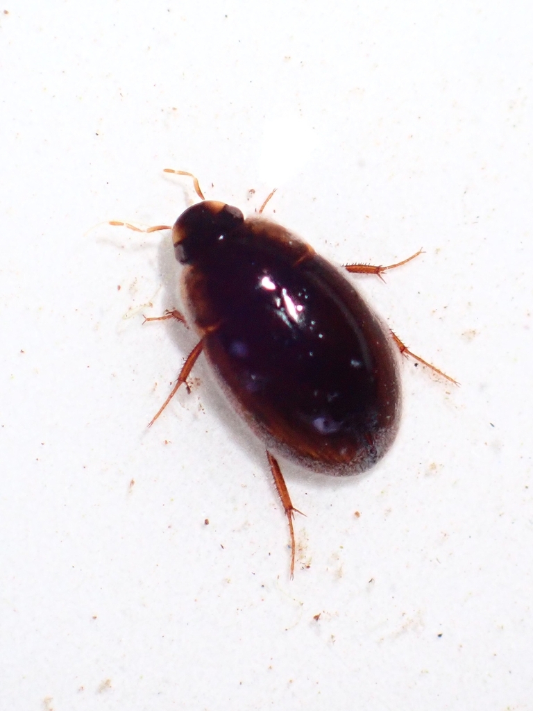 Enochrus politus