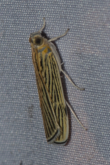 Tyspanodes linealis
