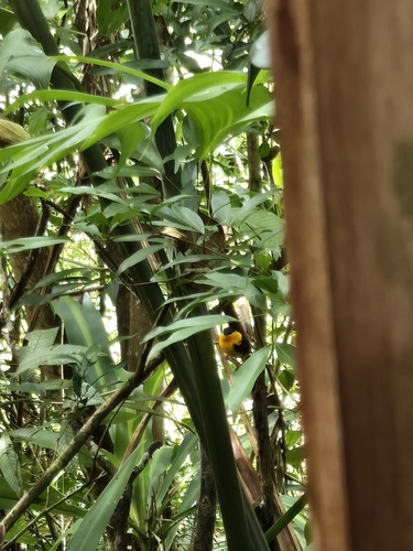 Orange-collared Manakin (Manacus aurantiacus), photo 7