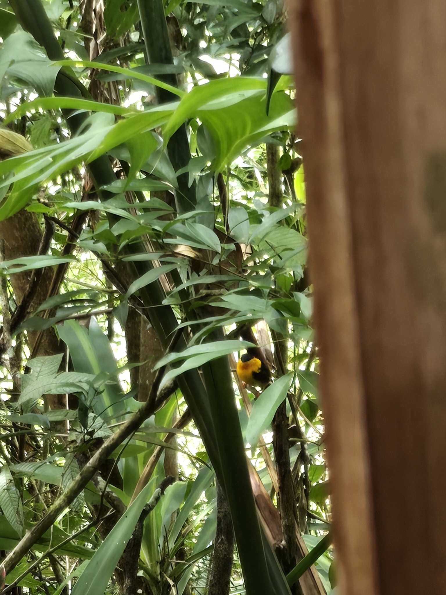 Orange-collared Manakin (Manacus aurantiacus), photo 8