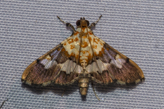Aetholix flavibasalis