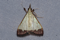 Autocharis hedyphaes