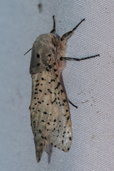 Polyphagozerra coffeae