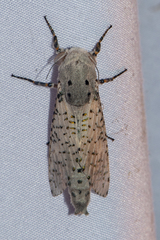 Polyphagozerra coffeae