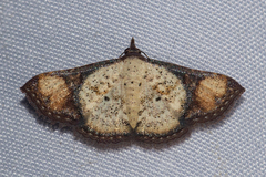Corgatha atrimargo