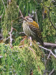 Chloropicus abyssinicus