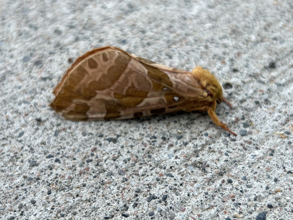Four-spotted Ghost Moth