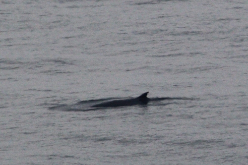 Minke whale