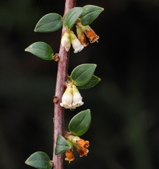 Disterigma alaternoides, photograph (c) desertnaturalist, some rights reserved (CC BY)
