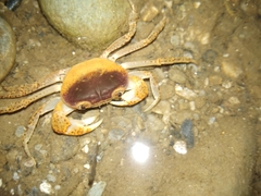 Geothelphusa bicolor