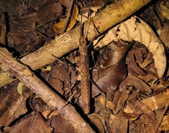 Neohirasea
