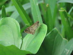 Callimormus saturnus