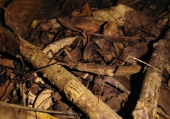 Neohirasea