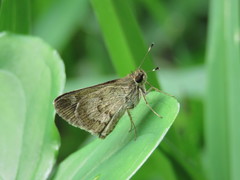 Callimormus saturnus