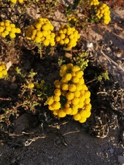 Oncosiphon suffruticosus