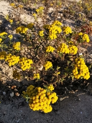 Oncosiphon suffruticosus