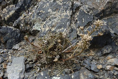 Lepidium sisymbrioides