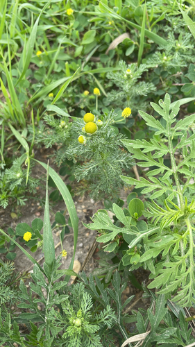 pineapple-weed