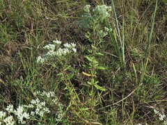 Eupatorium lancifolium