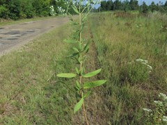 Eupatorium lancifolium